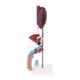thumbnail image 4 of Modelo Profesional Anatomía Sistema Genitourinario Zulema Estatua urogenital masculina humana Zulema Estatua urogenital masculina humana, 4 of 8