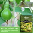 thumbnail image 2 of Bottle Gourd Seed - Birdhouse or Calabash Gourds - Annual Full Sun Vegetable - 5 Packs, 2 of 9
