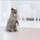 thumbnail image 3 of Collar eléctrico para gatos, divertido, inteligente, divertido, infrarrojo, creativo para gatos de interior Hugtrwg Para estrenar, 3 of 9