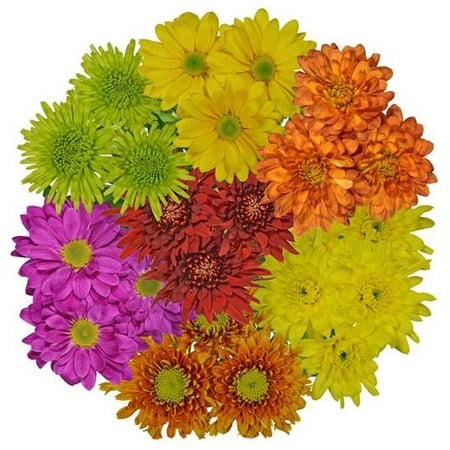 Rainbow Mum Bouquet, 7 stem, colors will vary