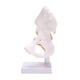 thumbnail image 3 of Life Size Hip Bone Model - Hip Joint Model with Flexible Ligaments and Bony Landmarks Human Hip Joi, 3 of 5