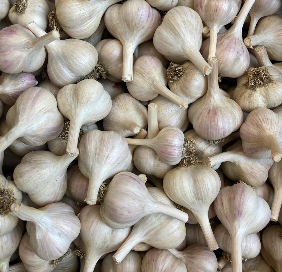 8oz Garlic Bulbs for Planting - Multi Variety Selection - Chesnok Red, Music, Italian, German, Russian