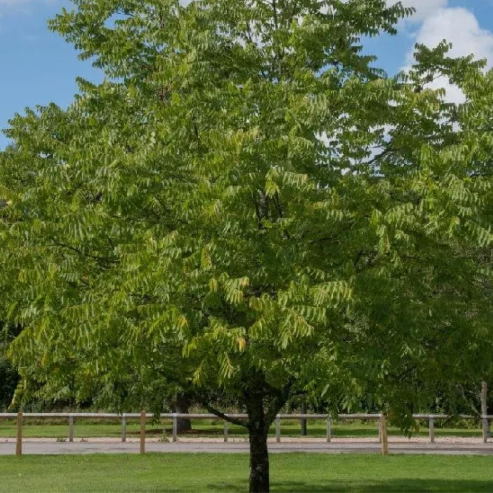 Expert Gardener 2-3 ft. tall Stuart Pecan Live Tree in 5-Gallon Grower Pot