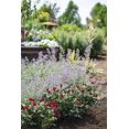 thumbnail image 4 of Petite Knock Out® Miniature Rose; Red Flowers; Full Sun, 4 of 4