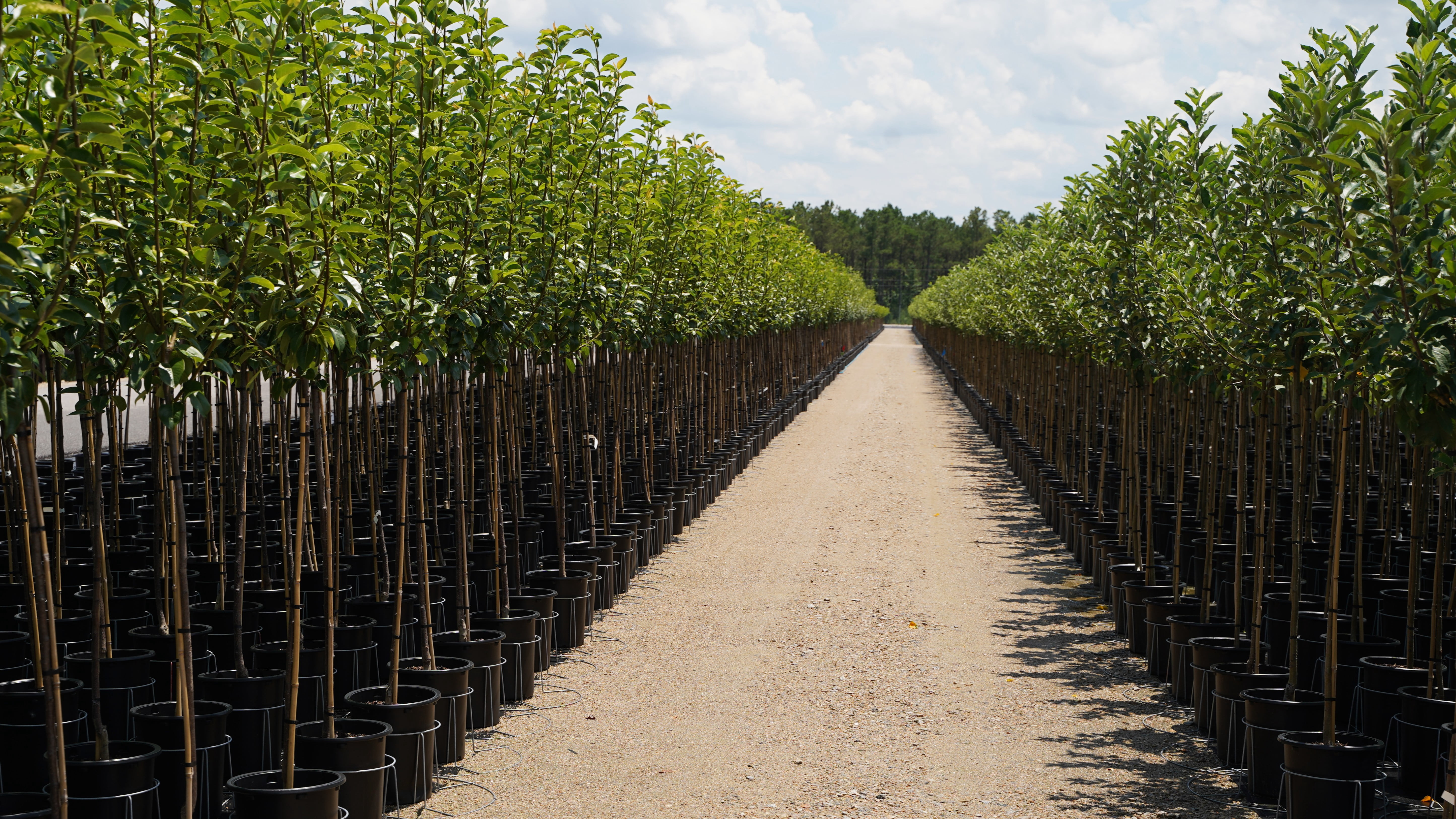 Expert Gardener Gala Apple Live Tree, 3.25 Gallon