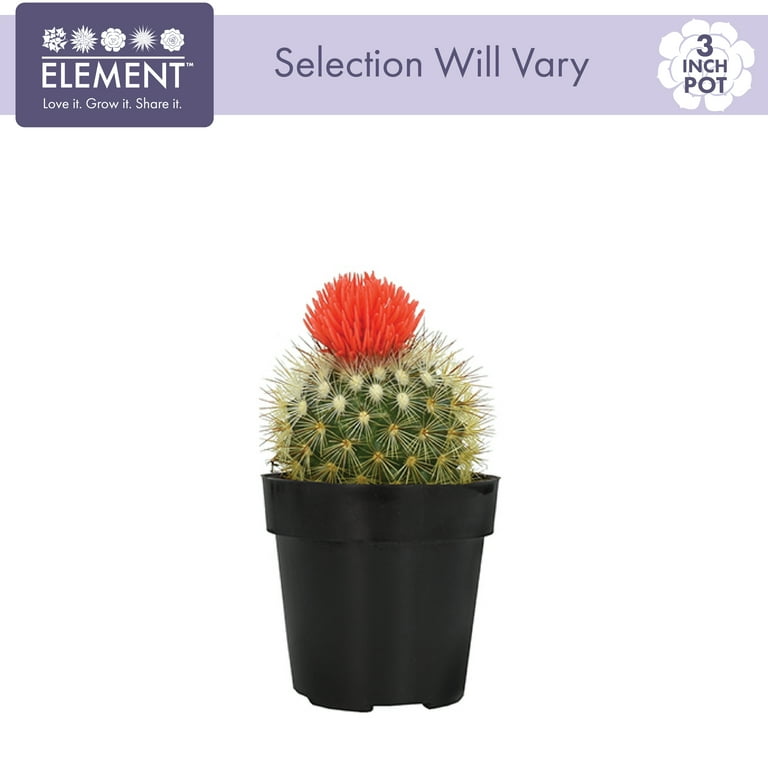 Element Live Plant Assorted Cacti with Deco Flower in 3in Pot