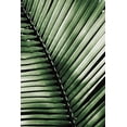thumbnail image 2 of Van Swearingen, Debra 13x18 White Modern Wood Framed Museum Art Print Titled - Palm Frond I Green, 2 of 4