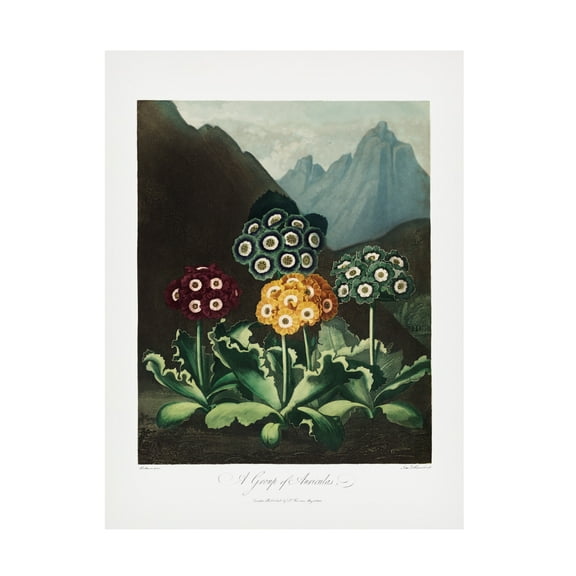 Trademark Fine Art Pictufy A Group of Auriculas from The Temple of Flora 1807 Canvas Wall Art