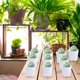 thumbnail image 5 of Maceta decorativa de resina, 10 unidades, para suculentas, para decoración del hogar, jardinería, contenedor, plantas decorativas, maceta para suculentas., 5 of 5