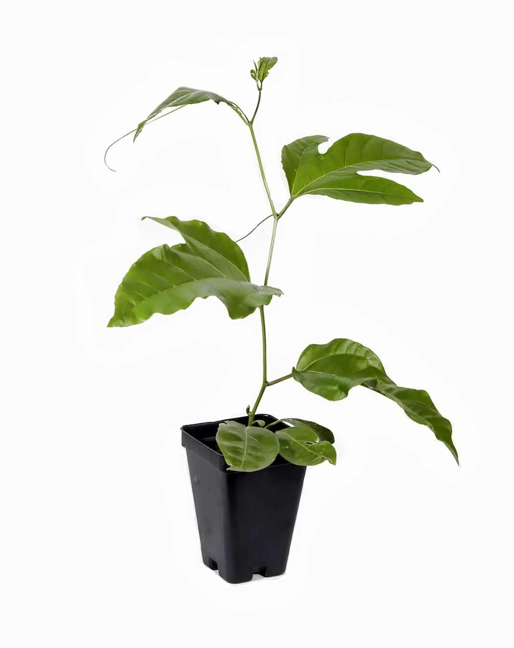 Red Rover Passion Fruit Vine  Edible Passion Fruit - Live Plant - Passiflora Edulis