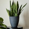 thumbnail image 2 of Bloem Arbor 8" Indoor Metal Cachepot - Decorative Planter with Powder-Coated Finish, Removable Drain Plug, Black, 2-Pack, 2 of 8