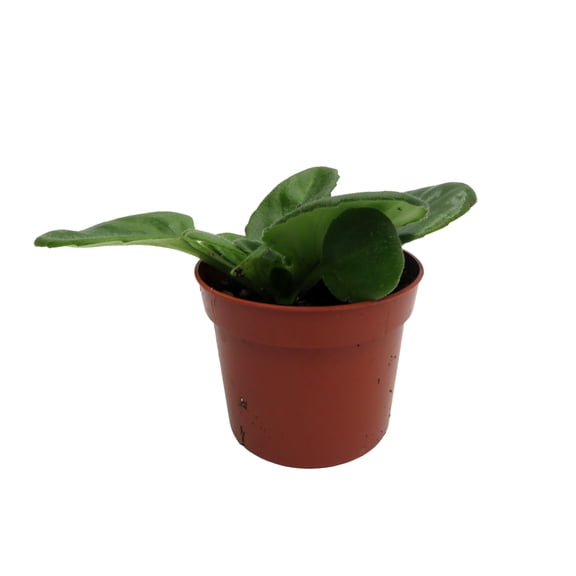 Lavender Apple Asian Violet - Primulina - House Plant - 2.5" Pot