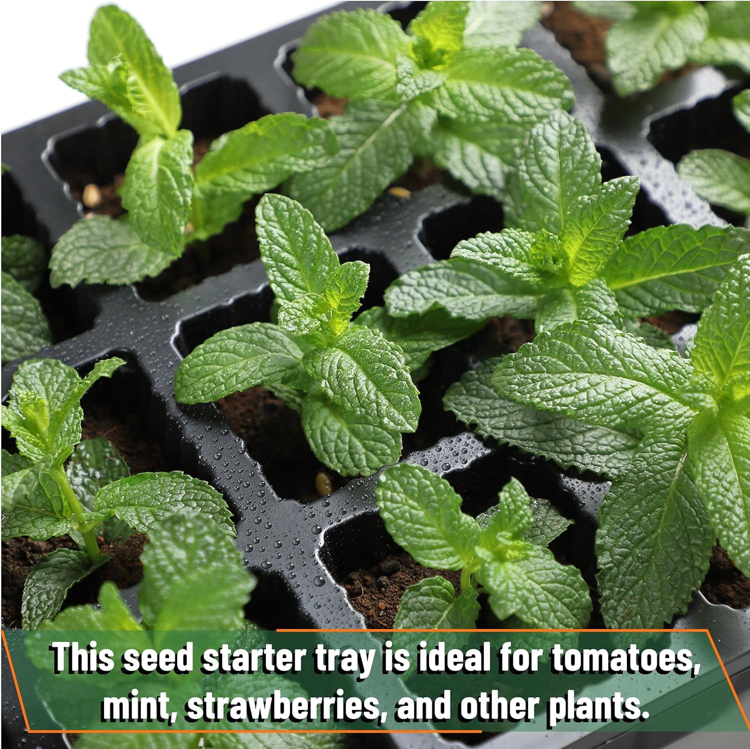 Seed Starter Tray Kits, 10 Pack, Total 400 Cells, Durable Plant Germination Trays with Humidity Vented Domes and Bases, Ideal for Seed Starting, Indoor Gardening and Greenhouse