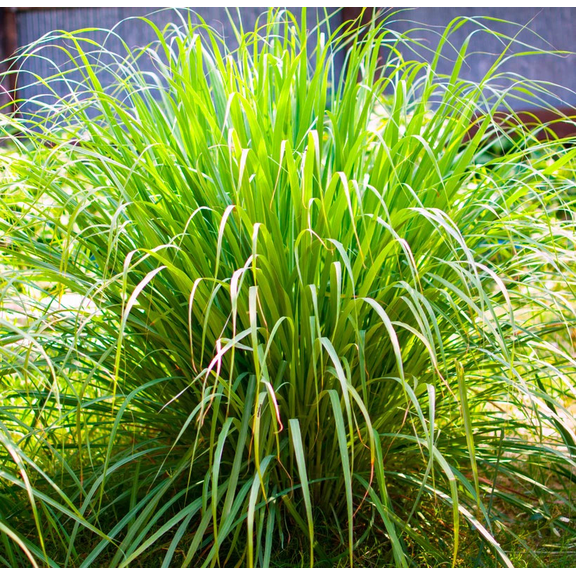 Set of 5 Lemongrass Plants Live Lemon Grass Cymbopogon Mosquito Repellent Each 4In to 7In Tall Fully Rooted