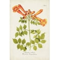 thumbnail image 2 of Unknown  13x18 Black Ornate Wood Framed with Double Matting Museum Art Print Titled - Tropical Trumpet Flowers III, 2 of 4