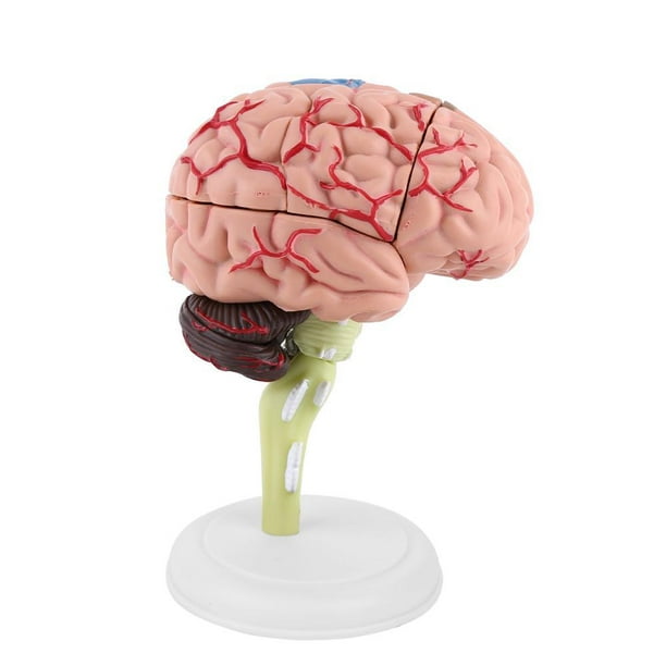 Sonew cerveau humain, 1 pc démonté anatomique modèle de cerveau