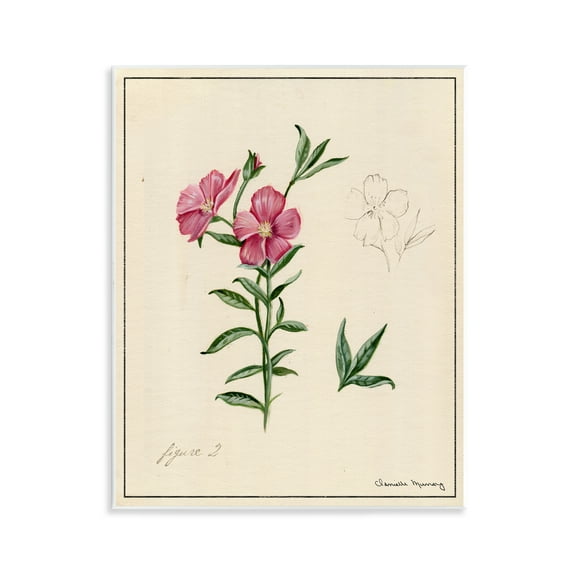 Stupell Industries Science Study Pink Flower Floral Drawing Unframed Art Print Wall Art, 11 x 14