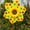 #4, variant on Sunflower Lawn Pinwheels Wind Spinners 14 Inch Colorful Flower Garden Party Pinwheel Wind Spinner Large Garden Windmill Pinwheels for Outdoor Balcony Patio Garden Yard Decoration