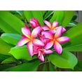 thumbnail image 5 of Nelson Plumeria Phosphorous-feeding Tropicals 5-30-5 2lb, 5 of 6