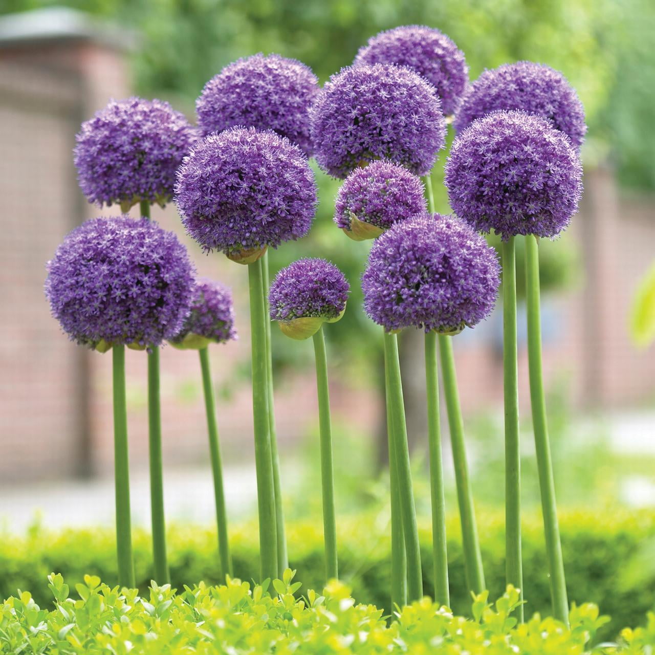［新品］SLOTHREAT Allium Van Zyverden's Allium Gladiator (Set of 2 Dormant Bulbs