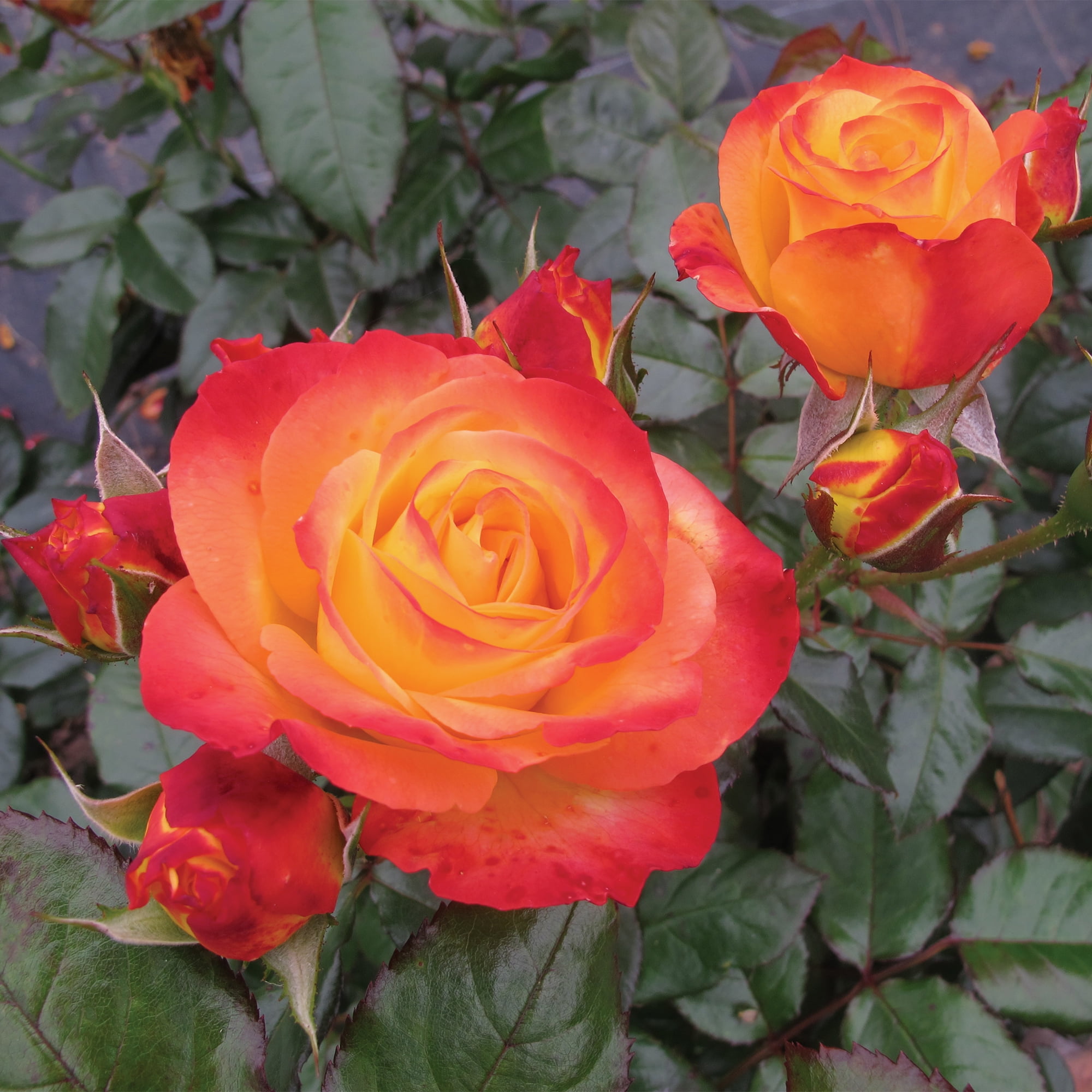 Proven Winners ColorChoice En Fuego Rose Live Shrub (2 Gallon)
