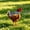 Gray GY, variant on AuroraX Waterproof Chicken Saddle for Hens Poultry Protective Vest Breathable Adjustable Durable Easy Clean Backyard Hen Supplies Black