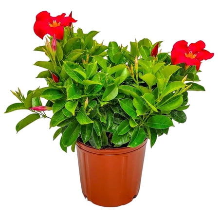 Tropical Plants of Florida 22" to 26" Coral Dipladenia Bush; Coral Flowers, Partial Sunlight, Continious Blooms