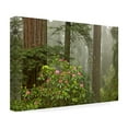 thumbnail image 4 of Trademark Fine Art 'Redwood Fog Rhododendrons' Canvas Art by Mike Jones Photo, 4 of 4