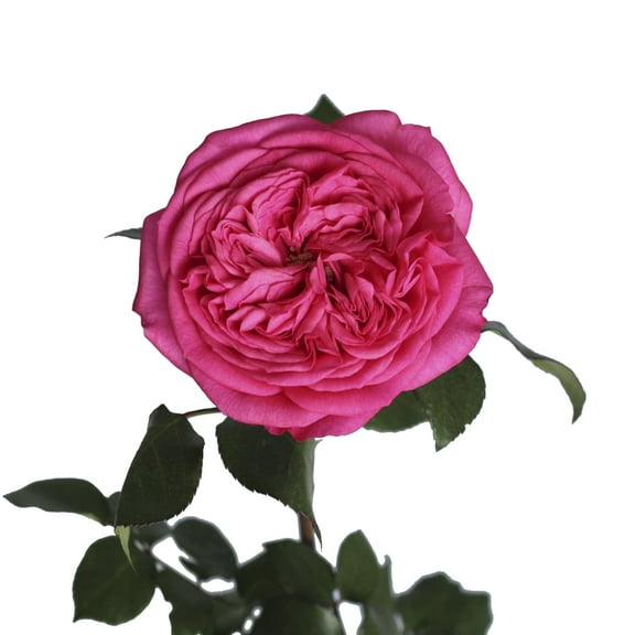 Bloomingmore Garden Rose Baronesse 36-Count Hot Pink Roses, Live Plants