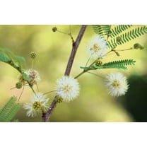 20 FEATHER TREE Fern of the Desert Feather Bush Lysiloma Thornberi Watsonii White Flower Shrub Seeds