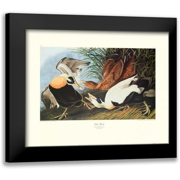 Audubon, John James 14x12 Black Modern Framed Museum Art Print Titled - Eider Duck (decorative border)
