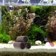 thumbnail image 5 of Peces Tanque Clay Pot Modelo Aquarium Paisaje Adorno Clay Shrimp Casa, 5 of 5