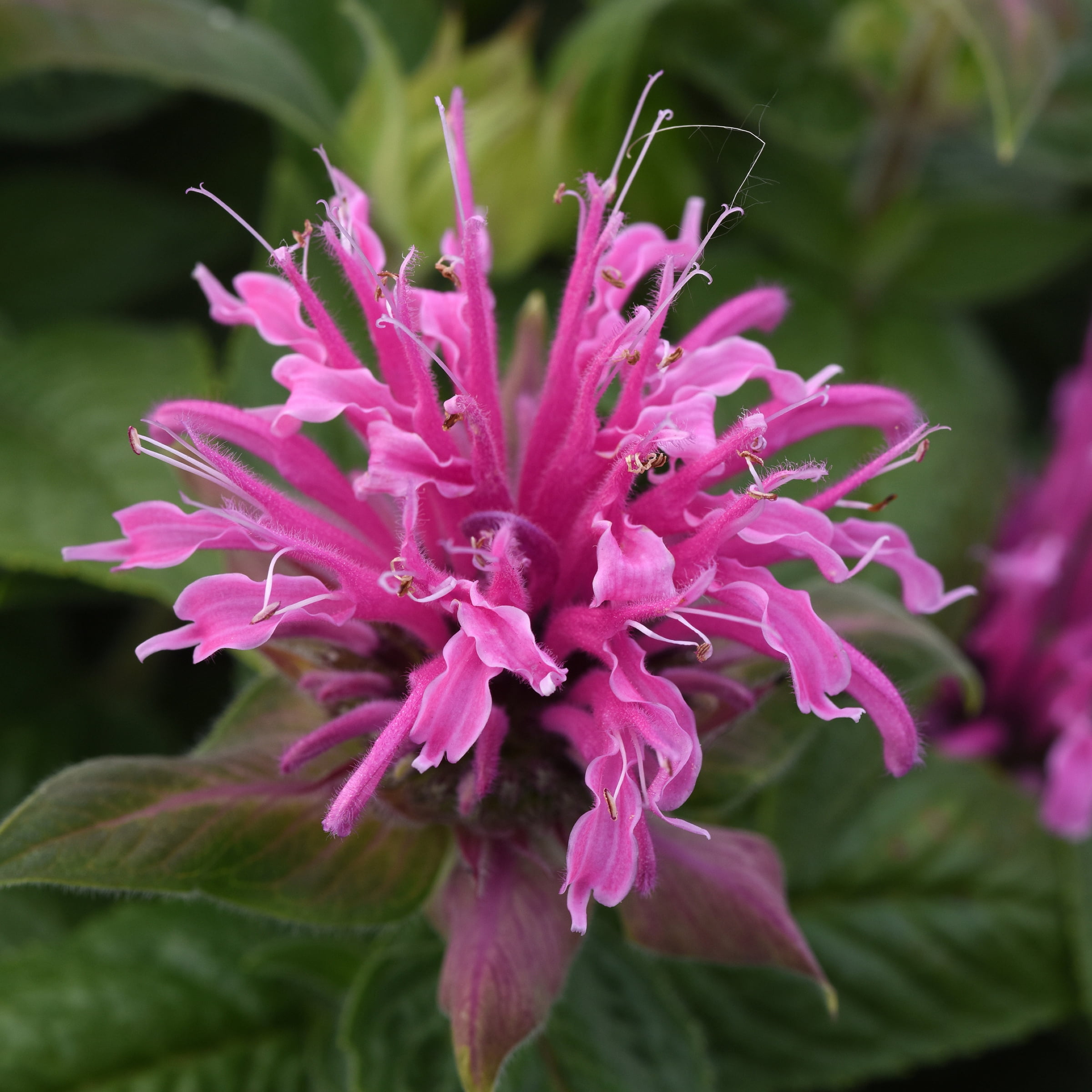 3.25 in. Monarda Bee-Mine Pink Beebalm Plant (3-Pack)