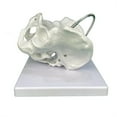 thumbnail image 6 of Milue Female Pelvis Model with Fetal Midwifery Teaching Models for Educational, 6 of 7