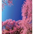 thumbnail image 3 of Floral Duvet Cover Set, Cherry Blossom with Clear Sky Sunny Day View Country Road Garden Spring Landscape, Decorative 3 Piece Bedding Set with 2 Pillow Shams, Queen Size, Fuchsia Blue, by Ambesonne, 3 of 3