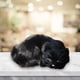 thumbnail image 4 of 2 piezas de lindo gato de peluche, figura de gato realista, realista En blanco y negro, 4 of 9