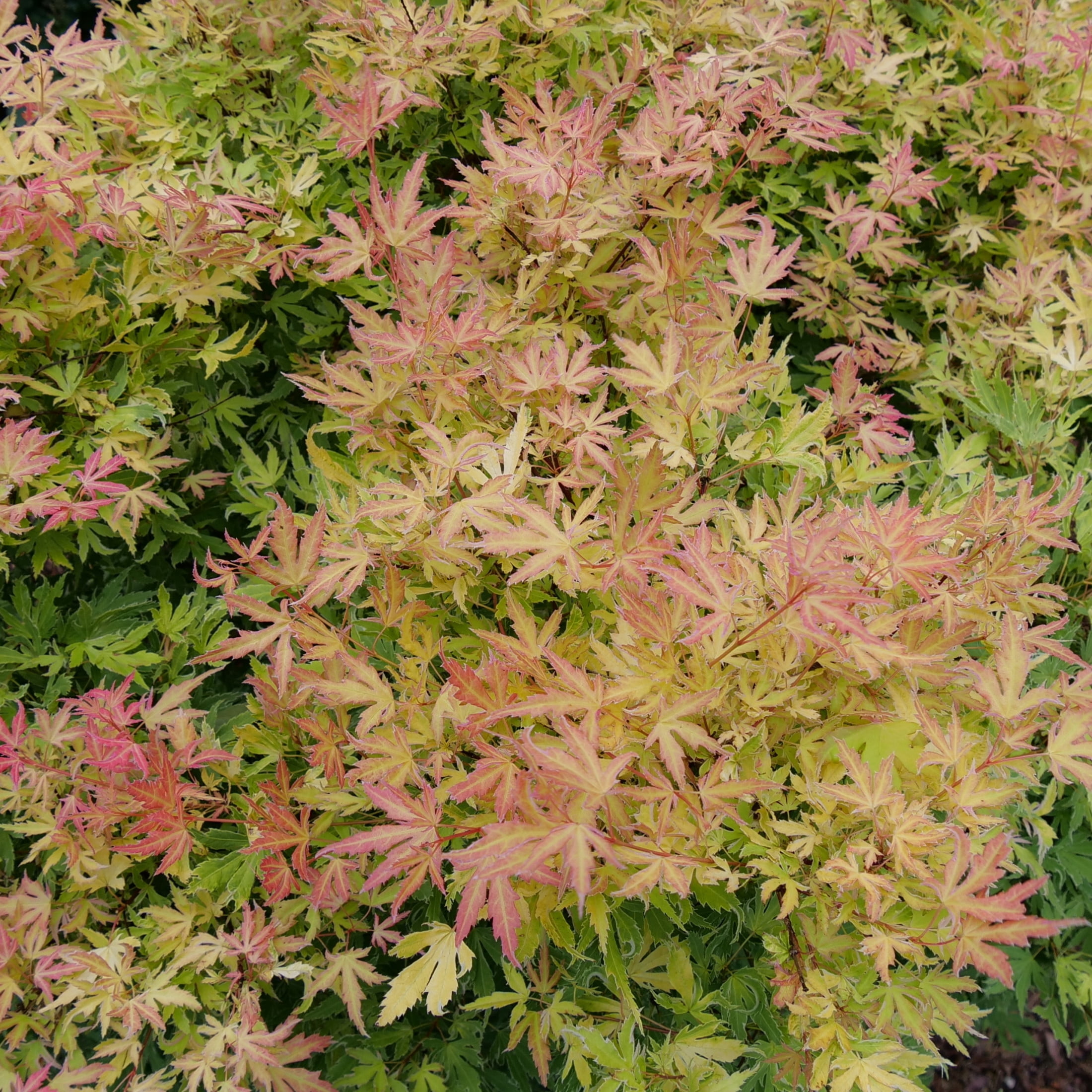 Proven Winners ColorChoice 5" Metamorphosa Japanese Maple Live Plant in 4.5" Pot (4 Count)