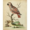 thumbnail image 3 of Edwards, George 15x18 Black Modern Framed Museum Art Print Titled - Paradise Parrots IV, 3 of 5