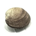 thumbnail image 1 of Décoration en Papier Mache Coquillage Brun et Blanc, 1 of 1
