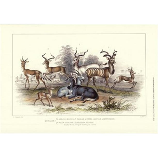 Old World Prints OWP31238D Affiche des Variétés d'Antilopes Imprimée par J. Stewart -19 x 13