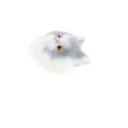 thumbnail image 1 of Juguete de Animales de Modelo de Gato de Simulación Accesorio para Cáscara de Teléfono Móvil de Mujer Chica Gris Baoblaze Juguete de la figura animal de los cabritos, 1 of 8