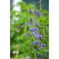 thumbnail image 2 of Wild Blue Indigo Bush Seeds for Planting (100 Seeds) - Baptisia Australis, 2 of 3