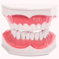 thumbnail image 1 of Modelo dental BRILLAR de cuidado bucal 15 CM Rojo Verde, 1 of 5