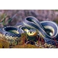 thumbnail image 3 of Fitzharris, Tim 18x13 Black Modern Framed Museum Art Print Titled - Common Garter snake, 3 of 5