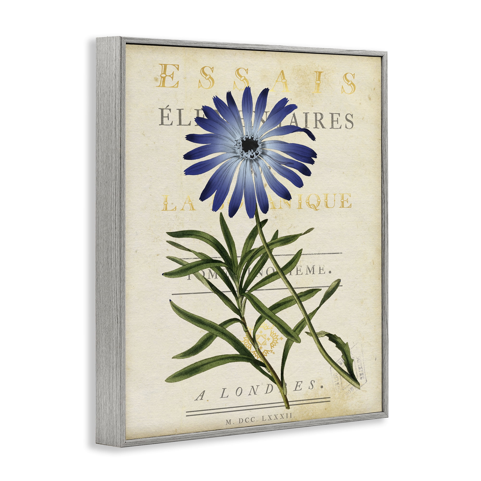 Stupell Industries Natural Botany Daisy Gray Framed Giclee Art, design by Susan Arnot