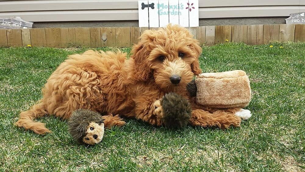 Burrow Replacement Miniz - Interactive Dog & Puppy Toys for Boredom, Stimulating Pet Products to Keep Them Busy, Plush Refills for Hide & Seek Puzzle, Squeaky Toy for Enrichment - Hedgehogs