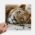 thumbnail image 1 of m Animal Lion Sticker Tags Wall Picture Laptop Decal Self adhesive, 1 of 1