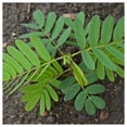 thumbnail image 3 of Everwilde Farms - 1/4 lb Partridge Pea Native Wildflower Seeds - Gold Vault Bulk Seed Packet, 3 of 3