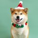 thumbnail image 3 of Muleta de árbol de Navidad, collar de bola para mascotas, tela de felpa, muleta de árbol de Navidad, sombrero, babero de perro y gato de colores, cadena decorativa, 3 of 5
