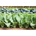 thumbnail image 4 of 2000 Seeds WHITE VIENNA KOHLRABI German Turnip / Turnip Cabbage Brassica Oleracea Root & Leaf Vegetable Seeds, 4 of 7